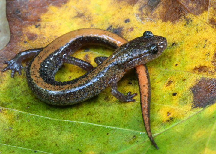 Zigzag Salamander.